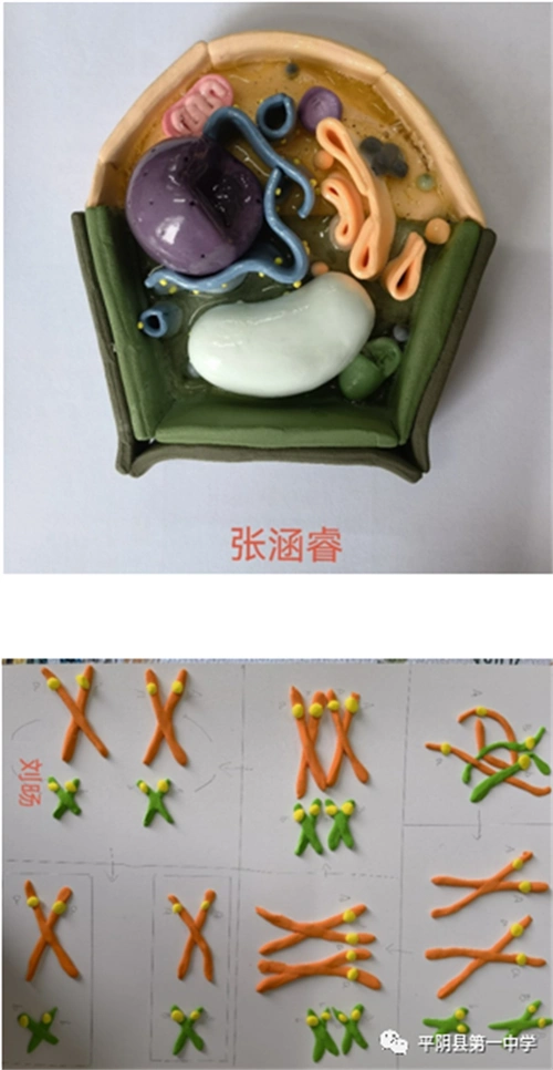 方寸之间赏细胞显微之美平阴一中高一年级举办生物模型制作比赛
