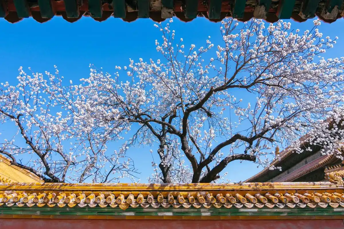 杏花春绽紫禁城,错过又要等一年的浪漫!#国风古韵 #故宫花开 - 抖音