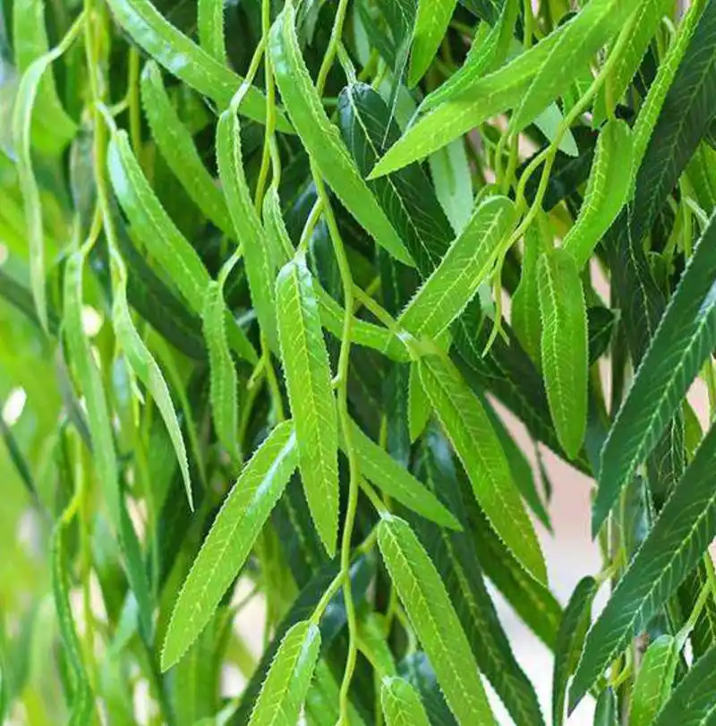 柳叶的作用与功效