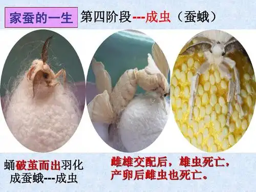 第四阶段 ---成虫(蚕蛾) 蛹破茧而出羽化 成蚕蛾---成虫 雌雄交配后