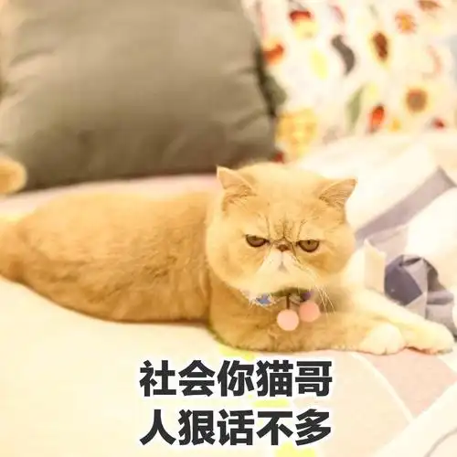 社会你猫哥人狠话不多gif斗图gif猫咪gif趴着gif搞笑gif