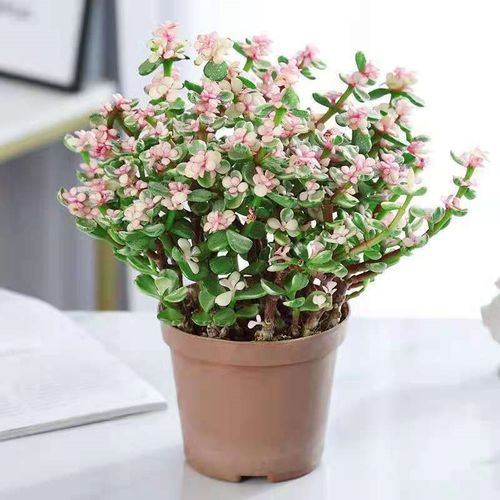 金枝玉叶盆栽造型老桩罕见多肉植物稀有品种大株肉肉花卉新款盆景金枝