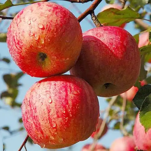 陕西苹果水果新鲜红富士吉县苹果apple红富士10斤包邮