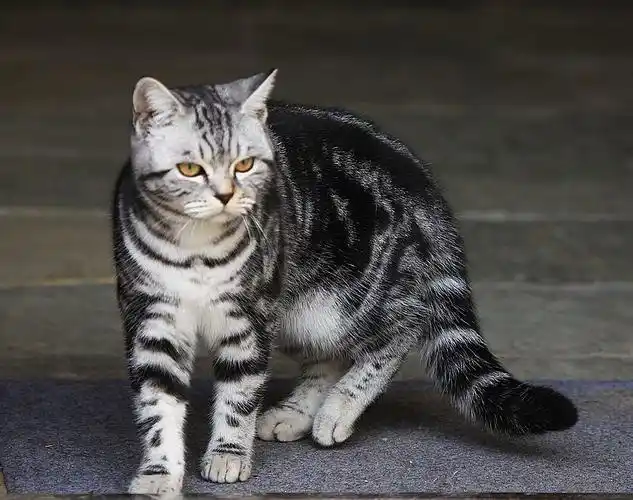 href="#" data-lemmaid="3601340">土猫 /a>,而是从美国虎斑猫培育