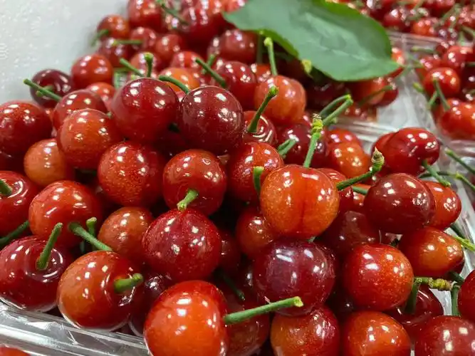 春果第一枝小樱桃