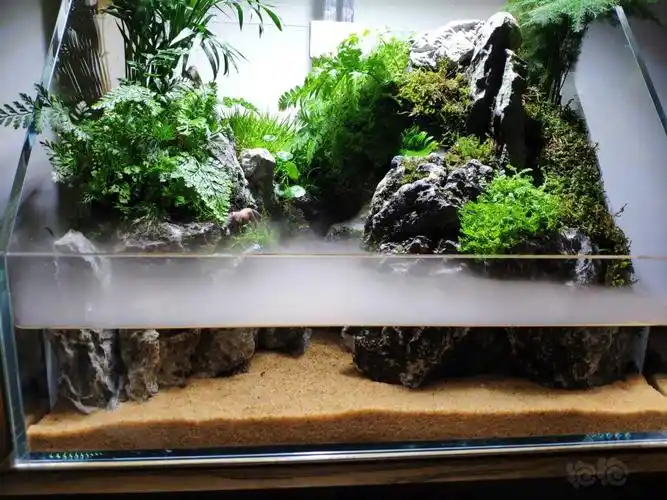 水陆青龙石上纯天然的苔藓与水陆缸完美结合