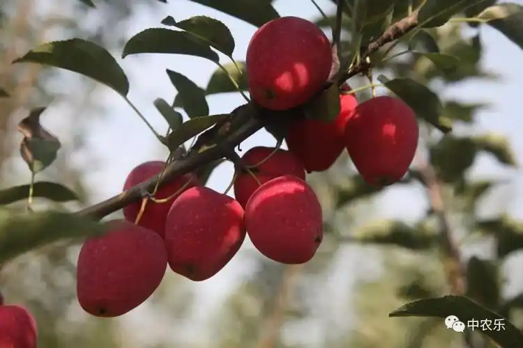 中农乐果园新品种鸡心果