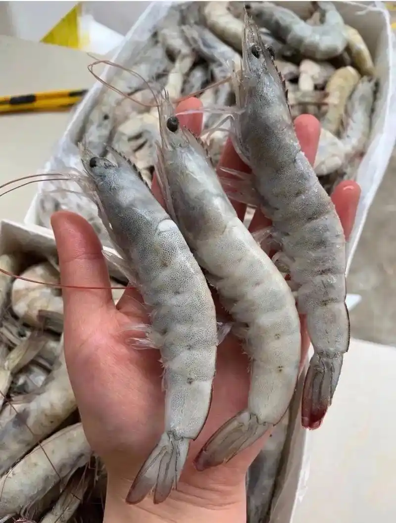 厄瓜多尔大白08肉质非常好吃.#大虾 #厄瓜多尔白虾,很多人 - 抖音