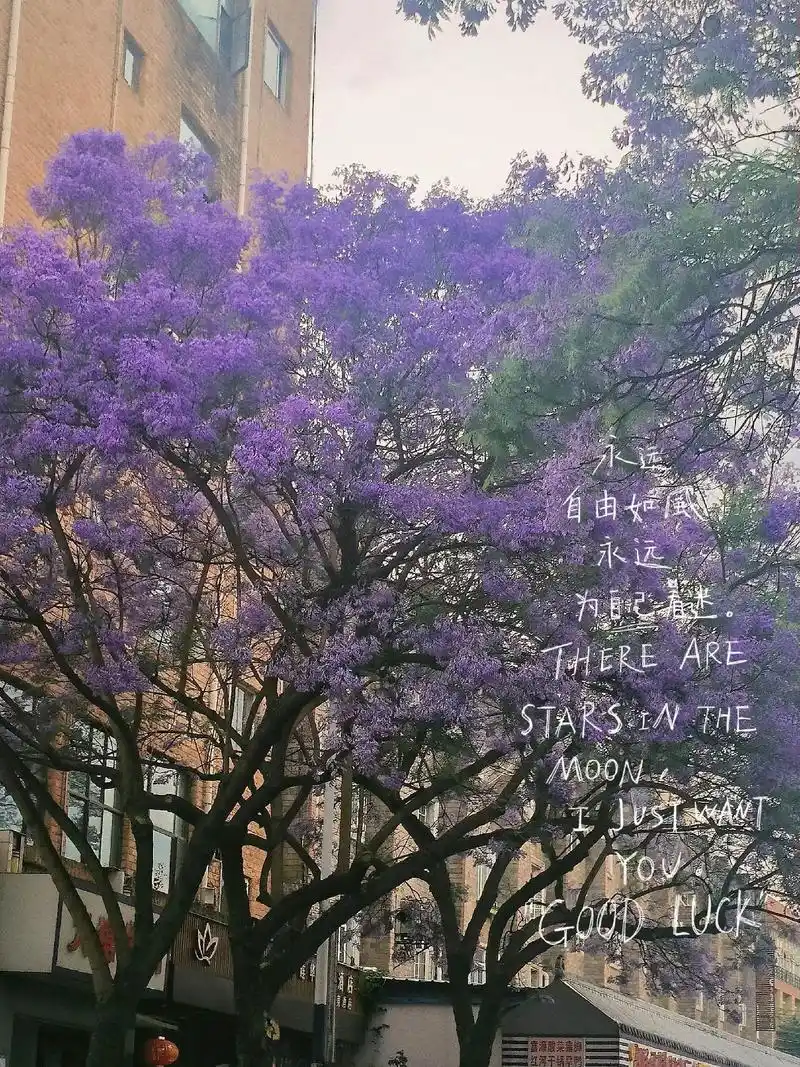 蓝花楹花语是在绝望中等待爱情还好花会年年开人会年年来 - 抖音