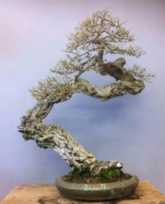 盆景欣赏:老桩,古桩像是在述说着岁月,这样的精品少之又少