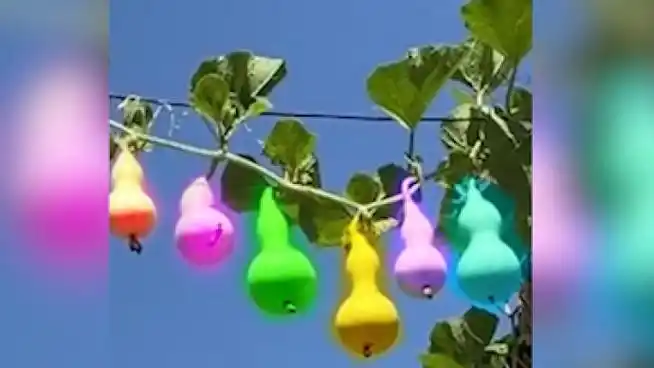 现实版葫芦娃山西临汾一根藤上结着七个葫芦