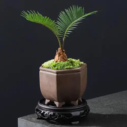 铁树盆栽小盆栽盆景北欧桌面创意绿植苏铁花卉植物室内花好养带好