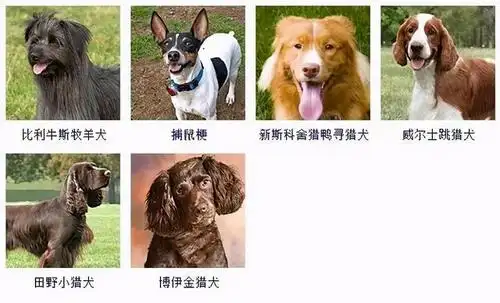 178个品种的狗狗,傻傻分不清楚?有了它,一扫就能认出
