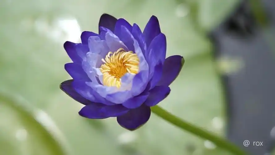 巨睡莲(蓝) nymphaea gigantea