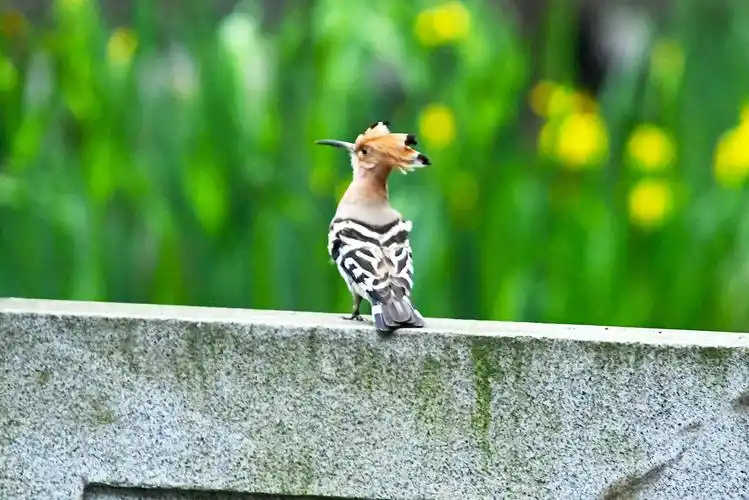 鸟趣# 开冠的戴胜