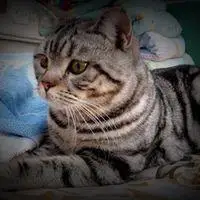 虎斑猫的动漫头像_微信头像图片大全