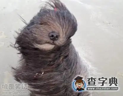 整个狗被吹的不要不要的