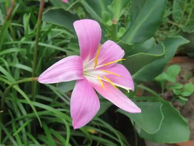 院中鲜艳的韭叶兰