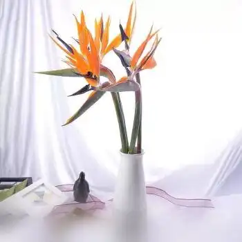 天堂鸟鲜花花束鹤望兰鲜花真花水养居家室内观赏佳品花期超长 a级2支