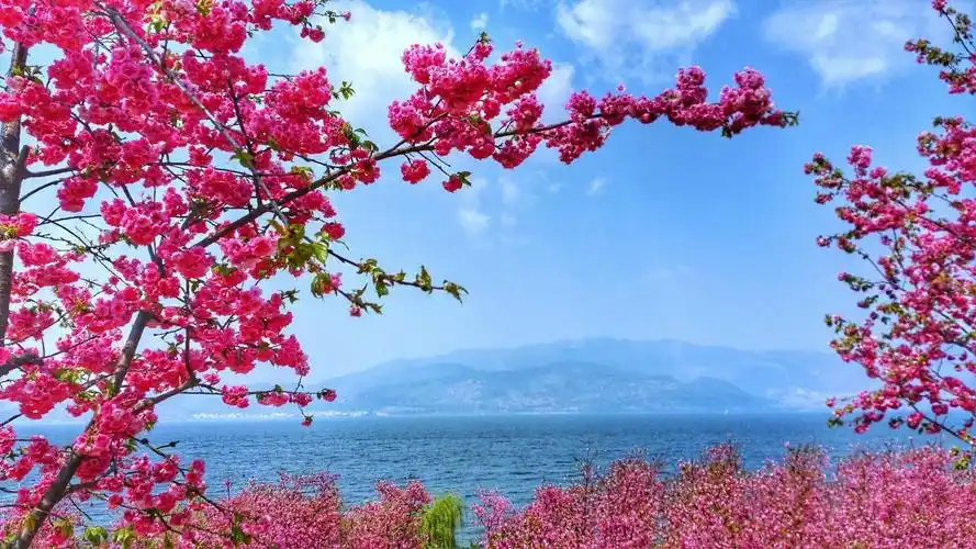 抚仙湖樱花节精彩不断