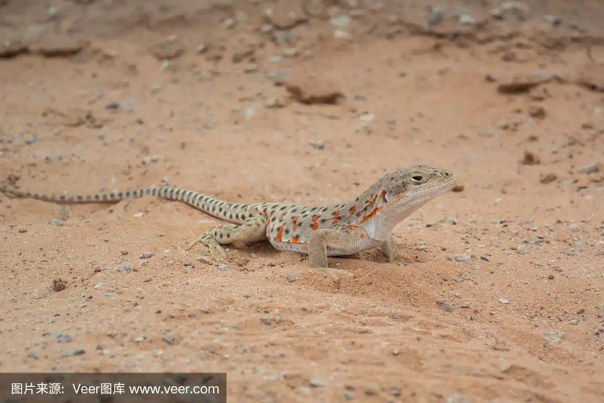 沙漠中的橙色斑点蜥蜴