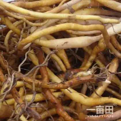 萱草根的临床应用