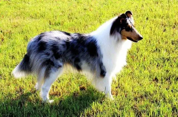 狗狗品种大全及图片,牧羊犬的种类