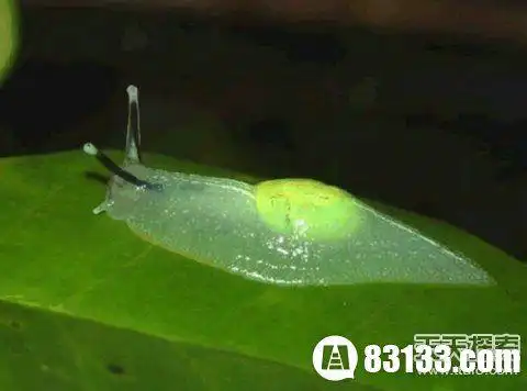 透明蛞蝓:这物种介于括鱼和蜗牛之间