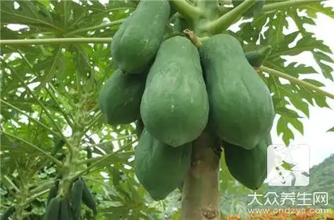 木瓜和牛肉能一起吃吗