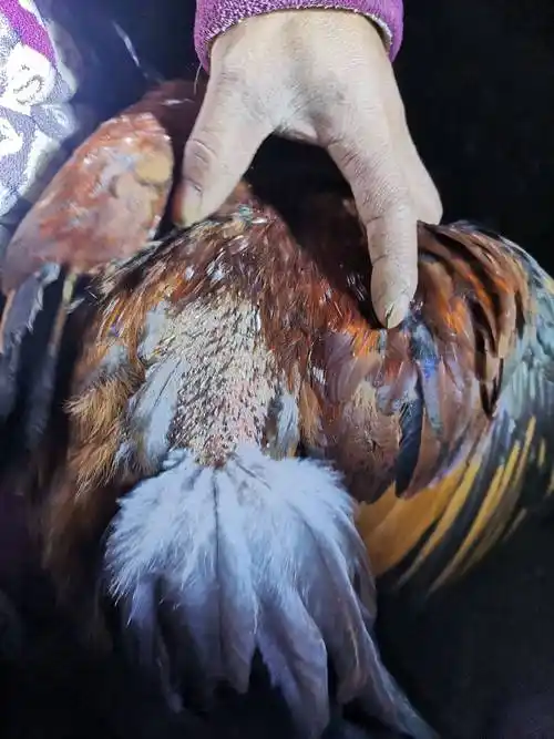 90天的鸡屁股上面掉毛是什么原因