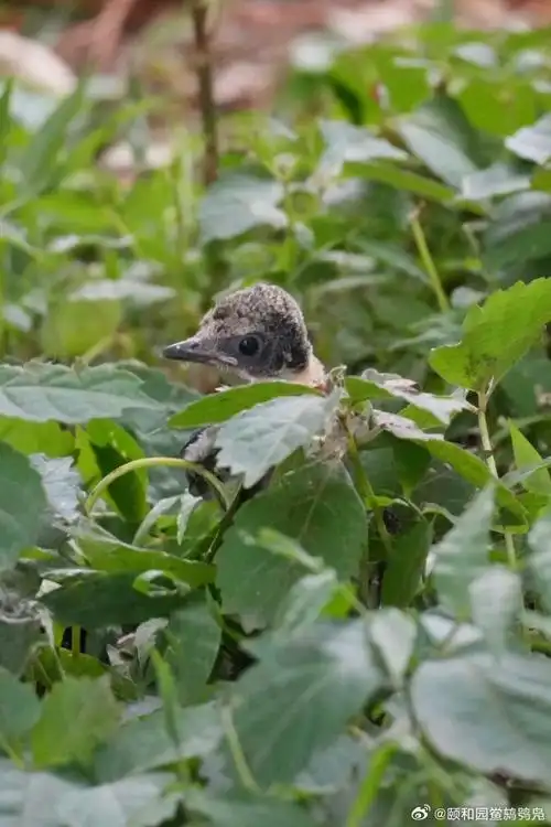 颐和园西堤##玉带桥##灰喜鹊##雏鸟##夏至