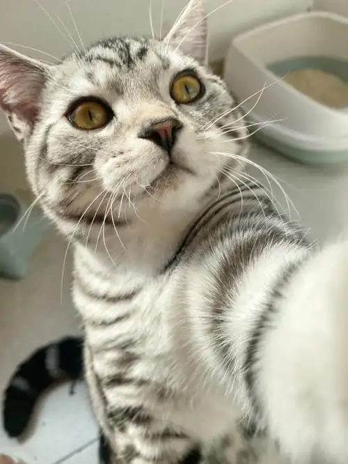 美短不发腮71那我家这位