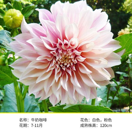 花e流大丽花种球裸根牛奶咖啡多年生球根花卉植物包对版 牛奶咖啡