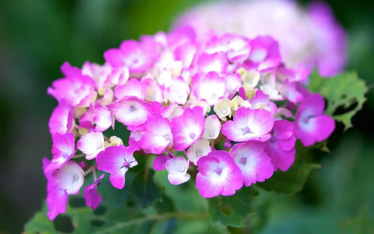 唯美梦幻小清新绚丽多彩花朵绣球花桌面壁纸(三)