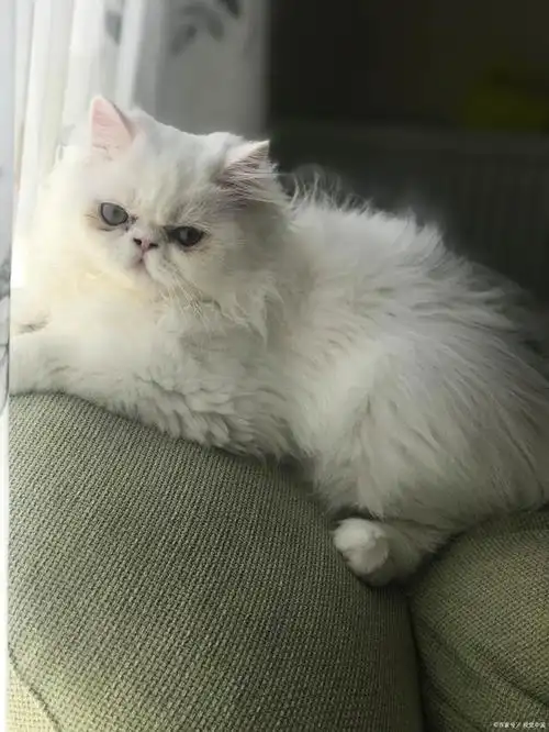 金吉拉是一种源自英国的猫咪品种,也被称为英国长毛猫或英国短毛猫的