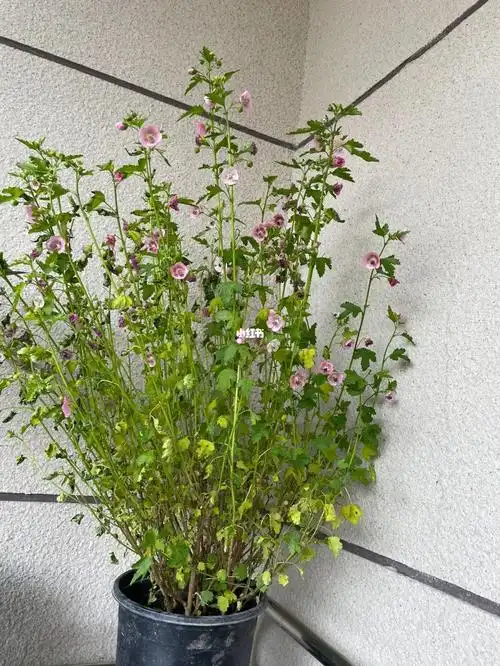 拯救小花木槿记