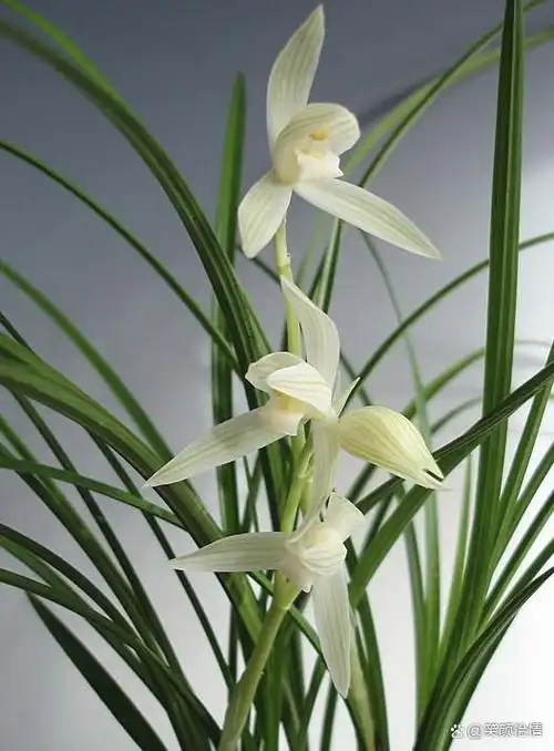 它是兰花界"四大仙草"之首,比古董更值钱,素雅圣洁,芳香四溢