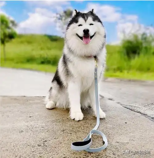 哈士奇maru拥有天使微笑,每天笑到炸毛简直太疗愈