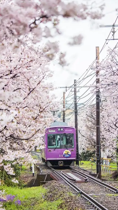 唯美日本樱花街道风景
