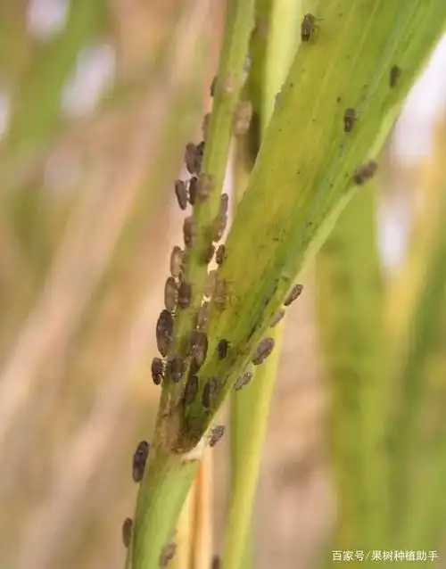 水稻稻飞虱危害不可小觑!防治措施如下