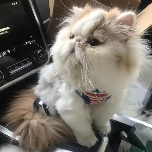 长毛加菲猫转让