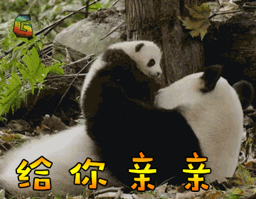 大熊猫给你亲亲soogifsoogif出品gif动图_动态图_表情包下载_soogif