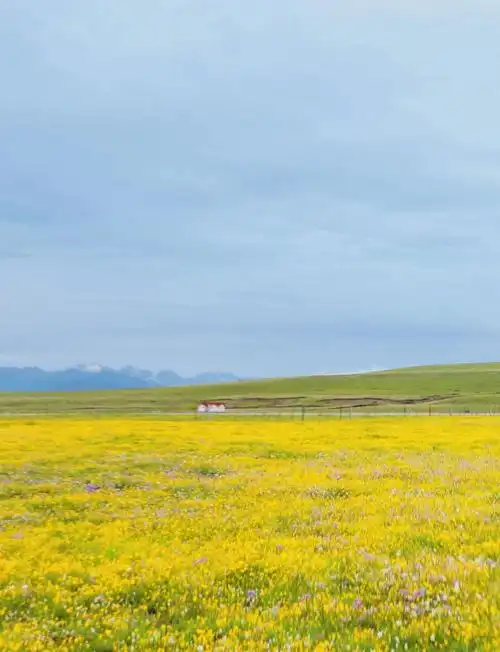 川西草原花海:若尔盖花湖的最佳观赏时间