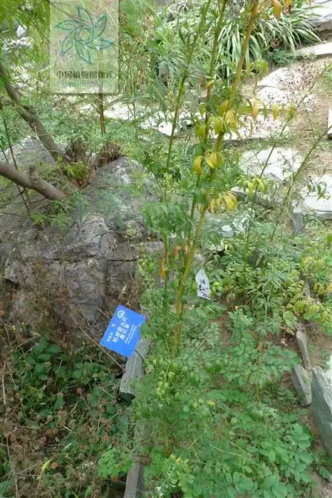 硬水黄连,见过吗?清热,利湿退黄.治痢疾,肺热咳嗽,目赤肿痛