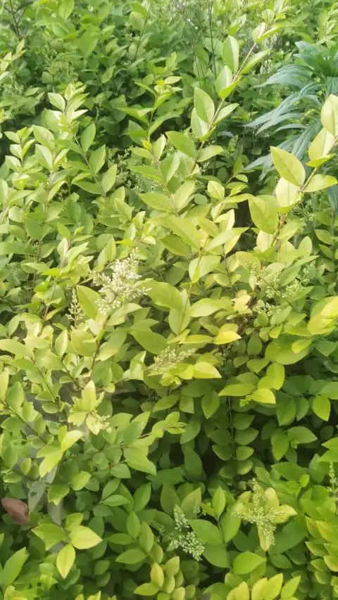 河南潢川县合理苗圃场出售金叶女贞苗-度小视