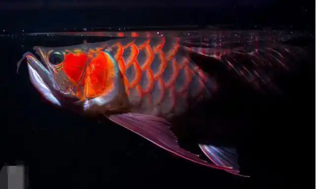 高清下的辣椒红龙,太霸气了,下一秒就从镜头活了出来!