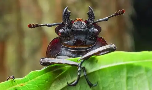 萌萌的昆虫世界,原来虫子们也能如此可爱