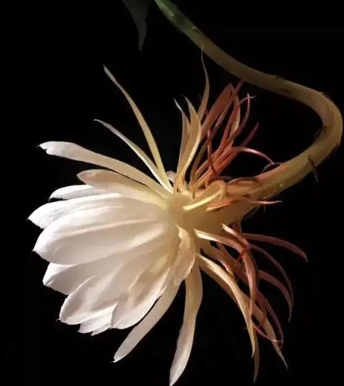 昙花一现:瞬间的美丽与永恒的怀念