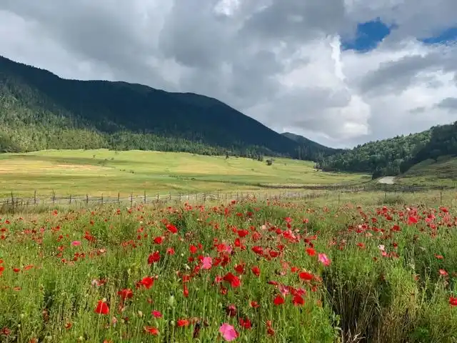 鲁朗花海牧场里的牦牛