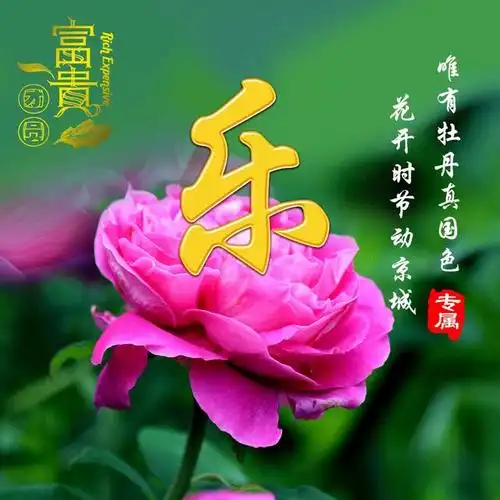 微信头像分享:牡丹花开,富贵团圆